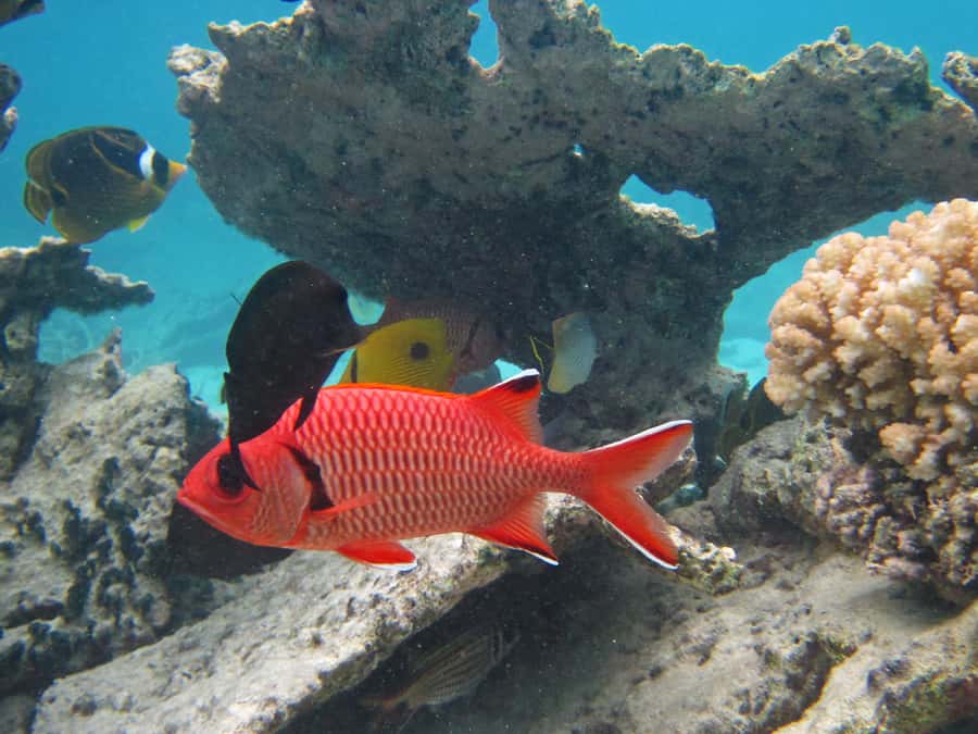 Snorkeling Excursion in Blue Bay Marine Park - Finding the meeting point at Blue Bay beach