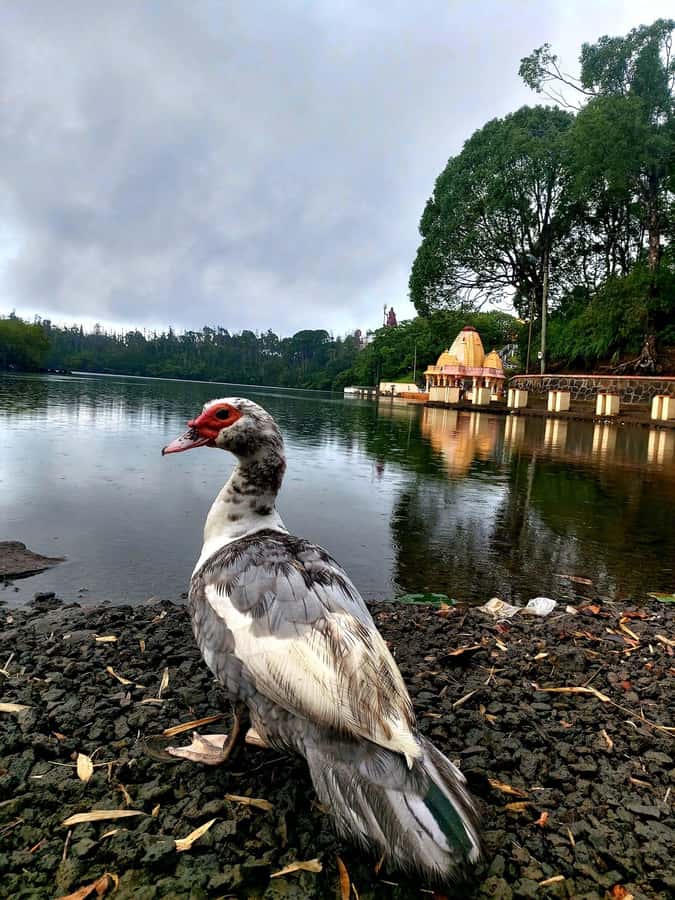 South of Mauritius : Full day Private with lunch & Chamarel - Lakes, reservoirs, and the volcanic south