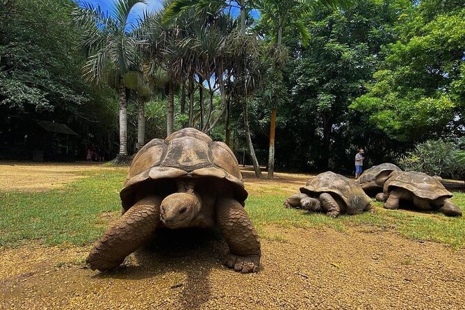 Southern Tales: Full-day incl Crocodile Park & 23 Colored Earth - Alexandra Falls offers a fast mountain view