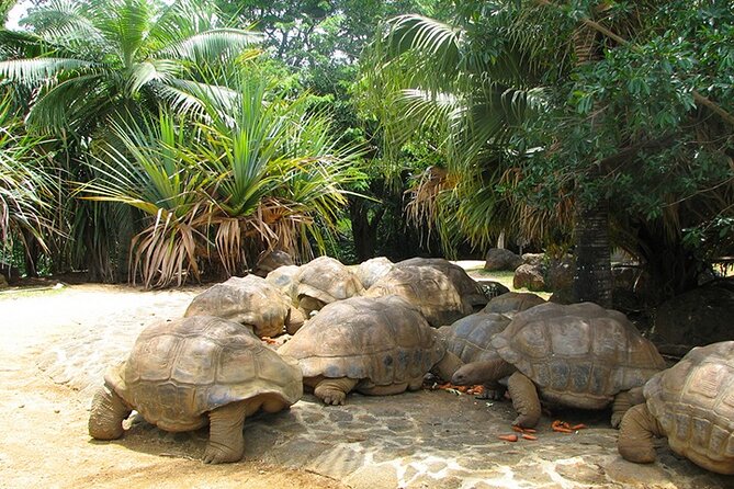 Southern Tales: Full-day incl Crocodile Park & 23 Colored Earth - Black River Gorges puts you above the forest