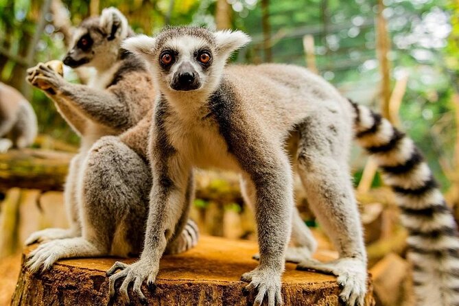 Southern Tales: Full-day incl Crocodile Park & 23 Colored Earth - Lunch in Souillac breaks up the driving