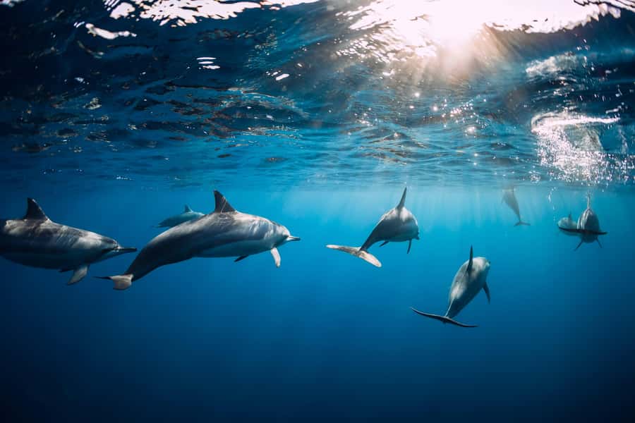 Speedboat to Ile aux Benitier: Dolphin Encounter & Lunch - Who will enjoy this tour most?