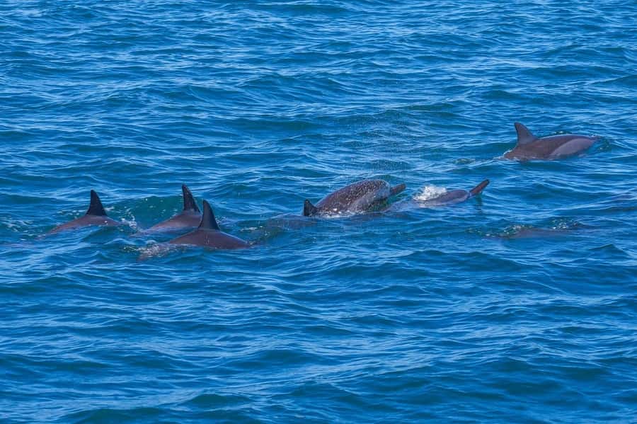 Speedboat to Ile aux Benitier: Dolphin Encounter & Lunch - Two and a half hours with dolphins in Tamarin Bay
