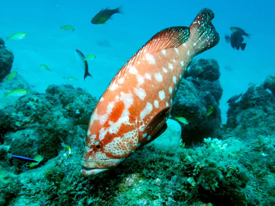 Tamarin Bay: Beginners Scuba Diving Experience - Who will enjoy this experience most?