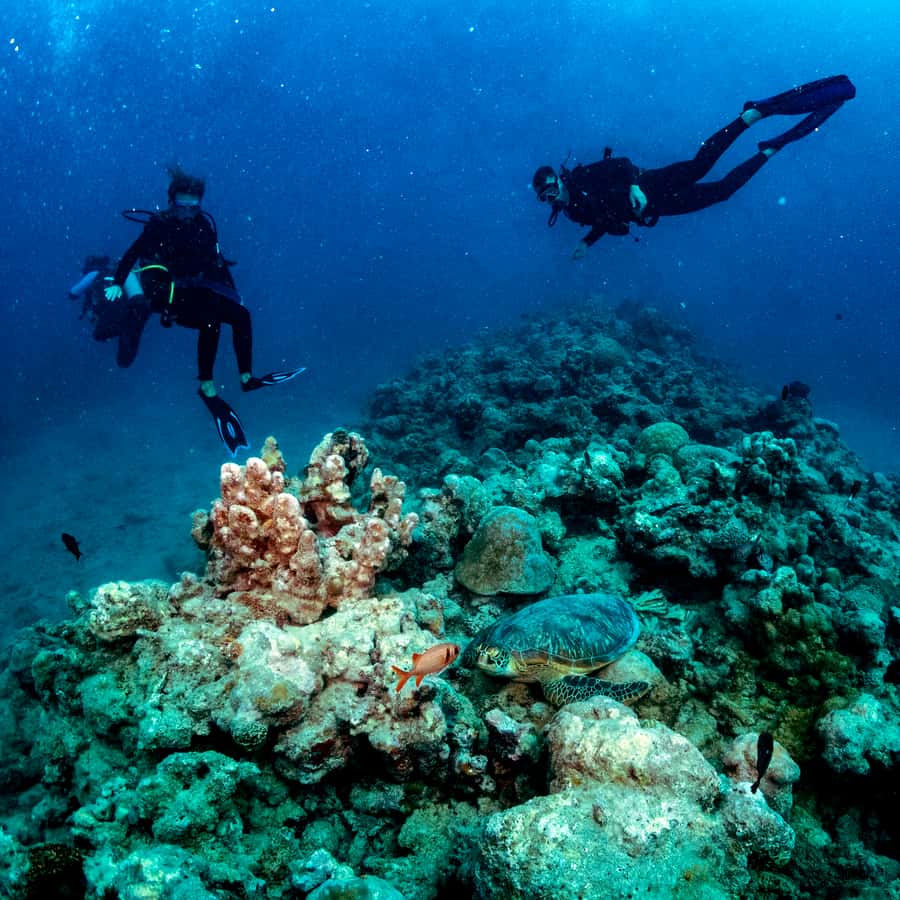 Tamarin Bay: Beginners Scuba Diving Experience - Should you book Tamarin’s beginner scuba session?