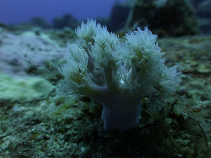 Tamarin Bay: Beginners Scuba Diving Experience - The pool session builds confidence