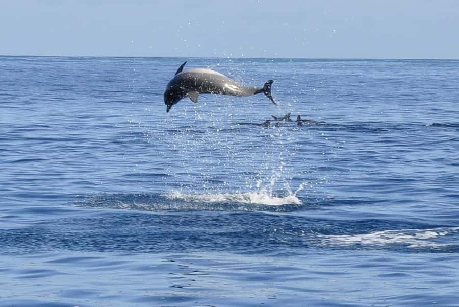Tamarin: Dolphin Snorkel, CrystalRock, ile o Benitiers Lunch - Dolphins off Tamarin, with the right expectations