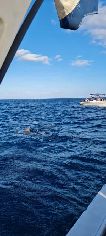 Tamarin: Dolphin Snorkel, CrystalRock, ile o Benitiers Lunch - Who should book this Tamarin outing?