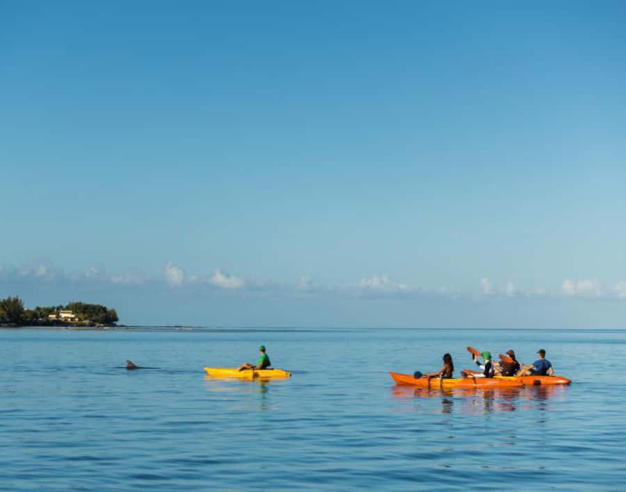 Tamarin: Guided Kayak Tour with Dolphins - Watching dolphins without a boat chase