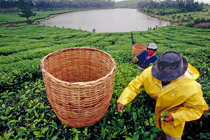Tea Experience in the Exotic South of Mauritius Private tour. - Why This Southern Mauritius Day Works