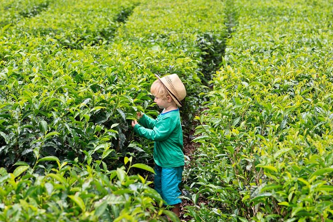Tea Experience in the Exotic South of Mauritius Private tour. - Alexandra Falls and Black River Gorges