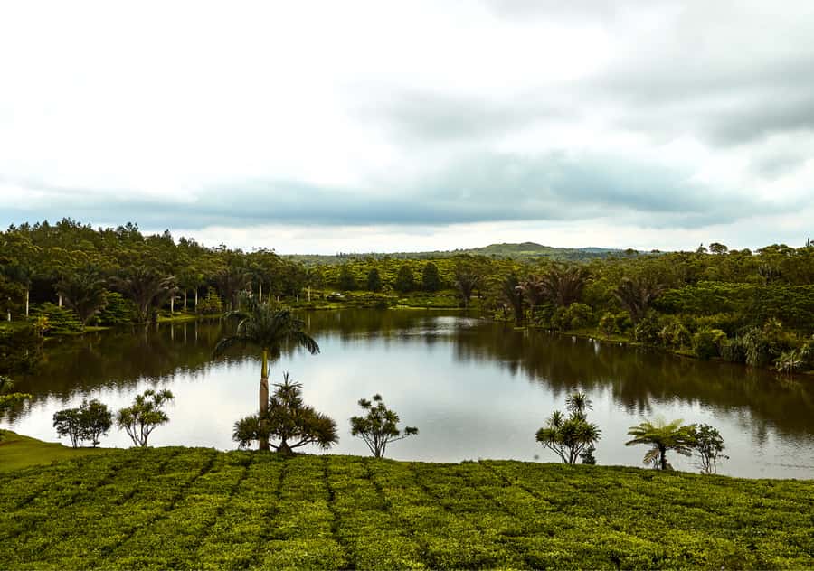 Tea Route: Lake, Forest, Tea Plantation & 3 Course Lunch - Key points at a glance