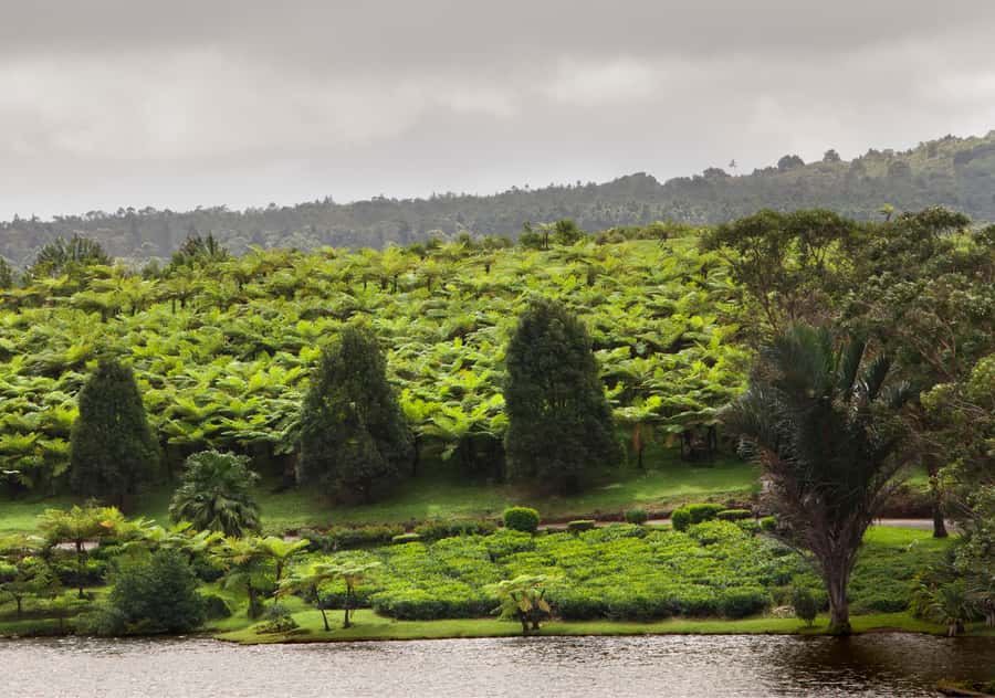 Tea Route: Lake, Forest, Tea Plantation & 3 Course Lunch - Sofie Nature Walk and Mare aux Vacoas