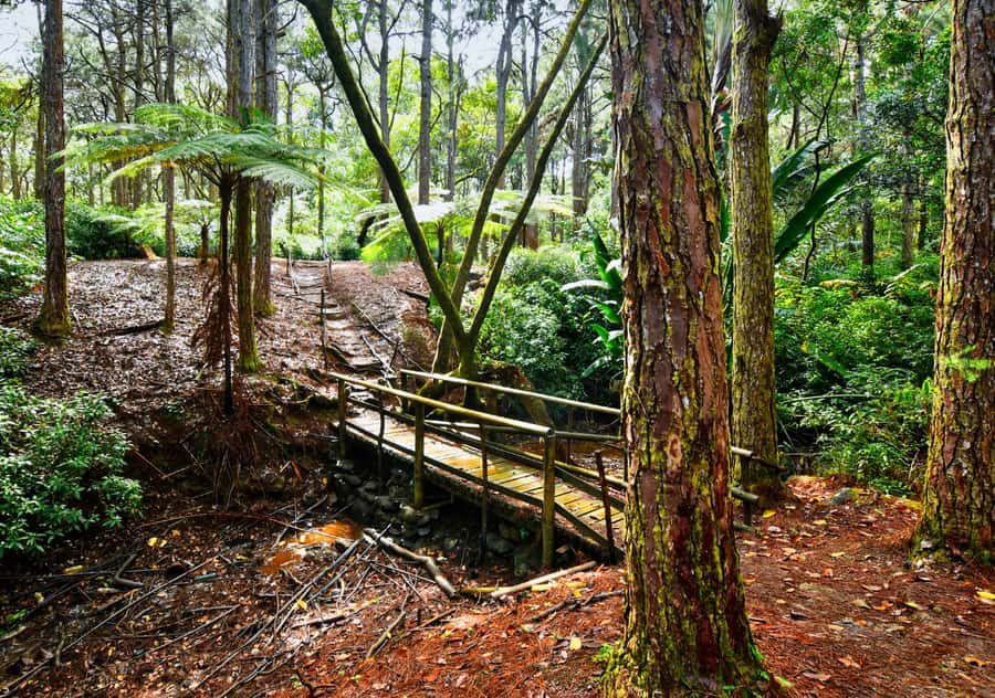 Tea Route: Lake, Forest, Tea Plantation & 3 Course Lunch - Grand Bassin, where the day becomes more than sightseeing
