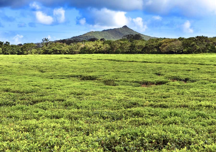 Tea Route: Lake, Forest, Tea Plantation & 3 Course Lunch - Who should book it