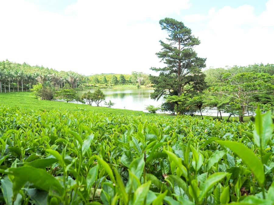 Tea, Rum & Vanilla Route - Bois Chéri tea factory, museum, and tasting chalet