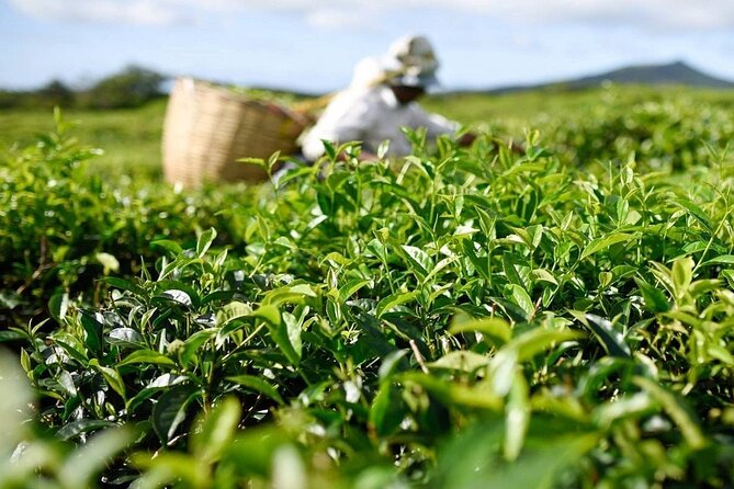 The East Discovery Tour: Bois-Cheri Tea Factory, Blue-Bay Marine Park & Lunch - Bazar Street and a taste of ordinary Mahebourg