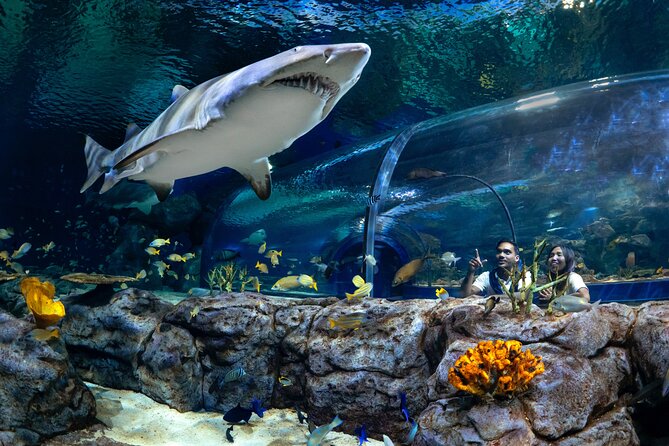 Ticket to the largest Oceanarium of the Mascarene Islands - Key Points at a Glance