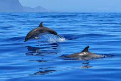 Swim wz dolphins, Crystal Rock, Lunch Benitiers island