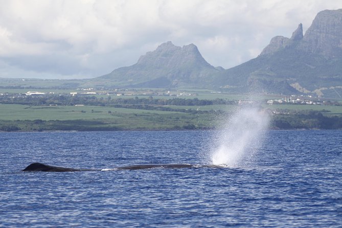 Whale and Dolphin Watching Private Boat Tour from Mauritius - Snorkeling equipment and a short reef stop