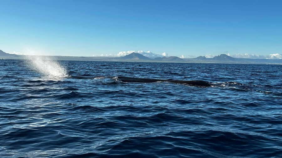 Whale & Dolphins Swimming - Private Speedboat Exclusive Tour - Key points to know before you book