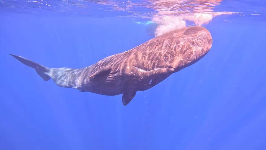 Whale & Dolphins Swimming - Private Speedboat Exclusive Tour - Who will get the most from this outing