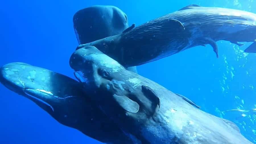 Whale & Dolphins Swimming - Private Speedboat Exclusive Tour - What the four-hour plan is really about