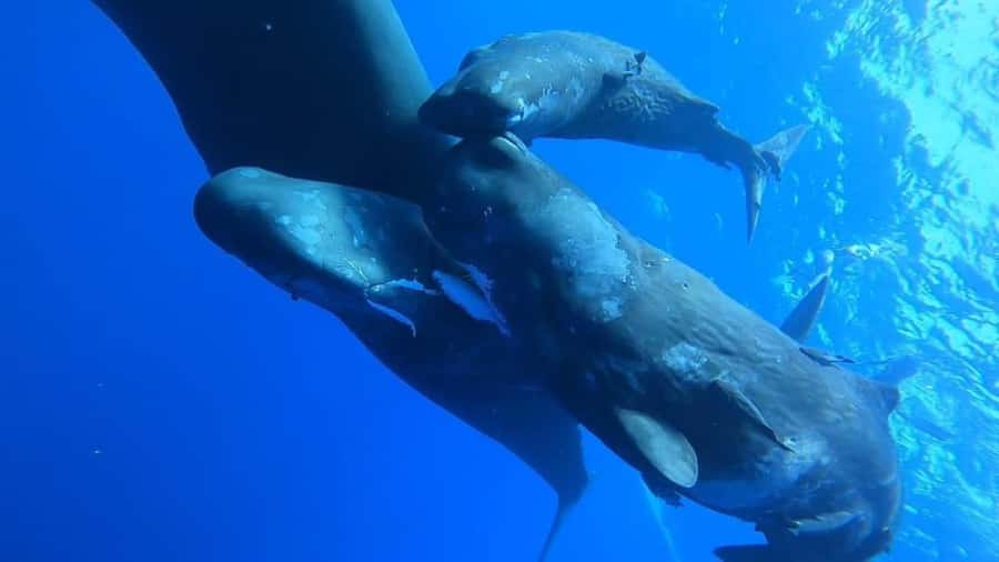 Whale & Dolphins Swimming - Private Speedboat Exclusive Tour - Whales: spectacular when found, never guaranteed