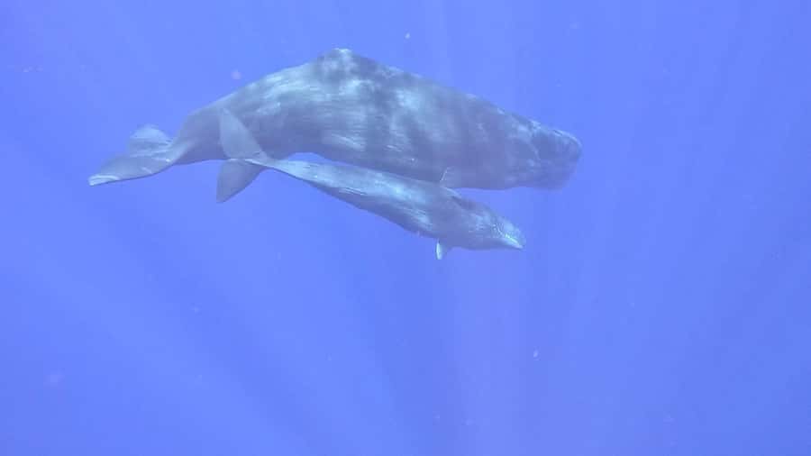 Whale & Dolphins Swimming - Private Speedboat Exclusive Tour - Breakfast on board: a useful extra that needs checking