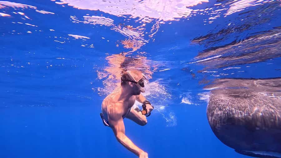 Whale & Dolphins Swimming - Private Speedboat Exclusive Tour - The private boat and crew