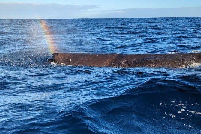 Whale Dream ltd - Whales watching and swim with dolphins - A sunrise start on Mauritius’s west coast