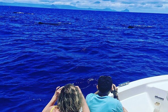Whale Dream ltd - Whales watching and swim with dolphins - Why ethical whale watching matters