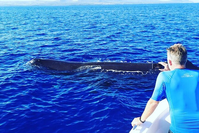 Whale Dream ltd - Whales watching and swim with dolphins - What the private boat price really means
