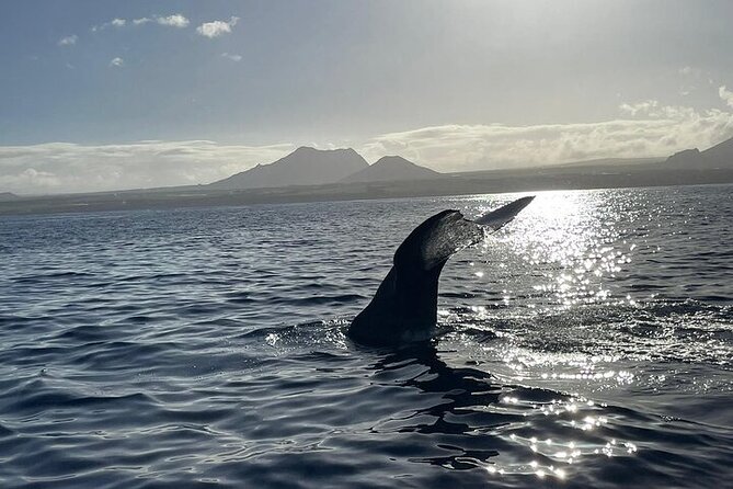 Whale Dream ltd - Whales watching and swim with dolphins - The crew’s role makes a real difference