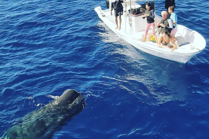 Whale Dream ltd - Whales watching and swim with dolphins - When this tour fits your Mauritius plans