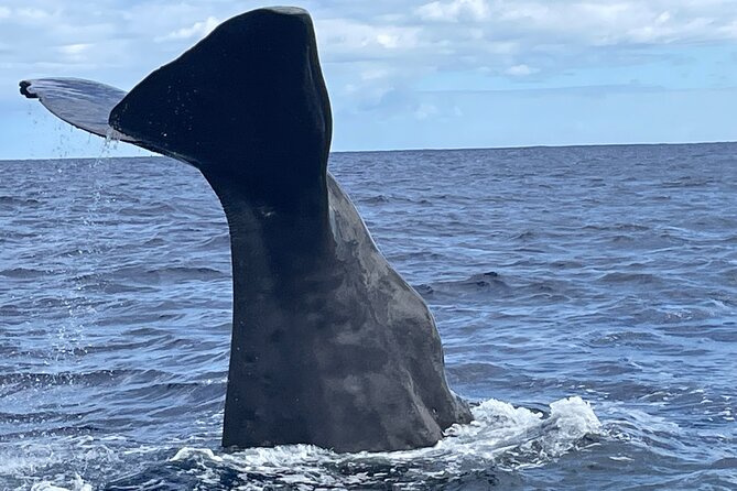 Whale Watching and Private Ocean Safari Experience in Mauritius - Key points at a glance