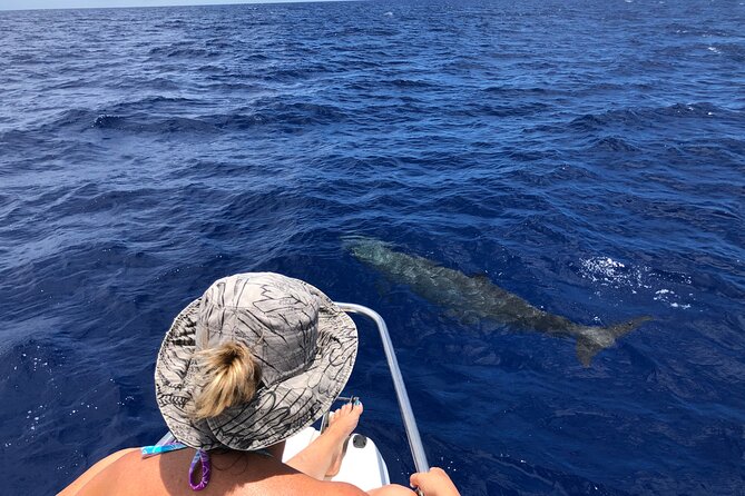 Whale Watching and Private Ocean Safari Experience in Mauritius - Snorkeling with Le Morne in view
