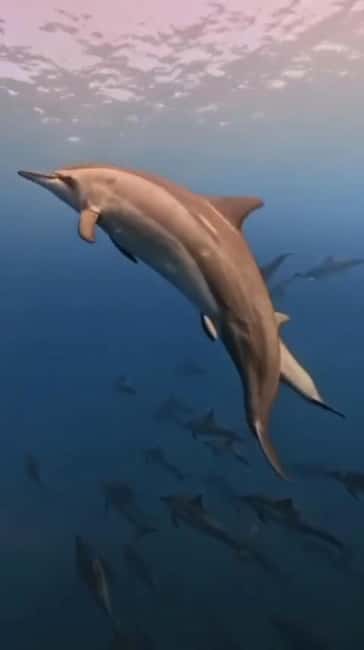 Wild Dolphin Encounter & Snorkeling Adventure – Mauritius. - Searching for Dolphins in Open Water