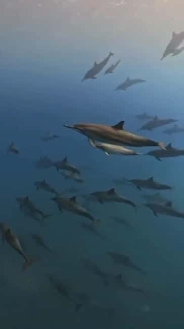 Wild Dolphin Encounter & Snorkeling Adventure – Mauritius. - The Crew, Communication, and Group Feel