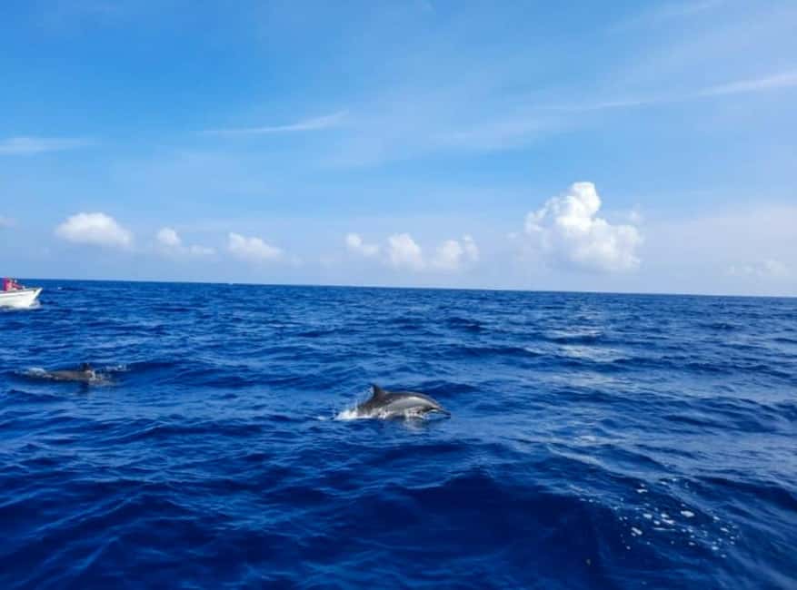 Wild Dolphin Encounter & Snorkeling Adventure – Mauritius. - Practical Tips for a Smoother Trip
