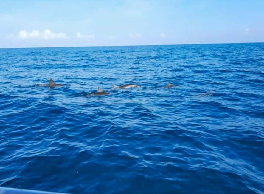 Wild Dolphin Encounter & Snorkeling Adventure – Mauritius. - The Environmental Question