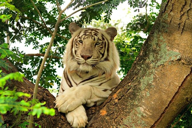 Wild South West Tour : SAFARI & TULAWAKA CASELA PARK & LE MORNE - Flic en Flac and the western coast