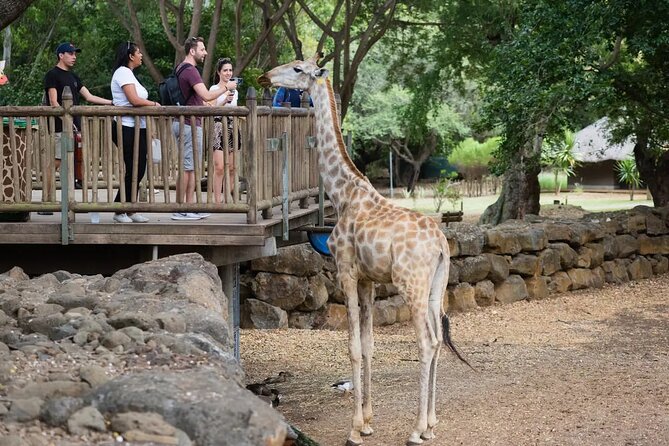 Wild South West Tour : SAFARI & TULAWAKA CASELA PARK & LE MORNE - La Prairie Beach and the view of Le Morne